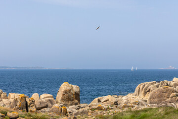 A bird flies over a rocky shoreline with a blue ocean in the background. The sky is clear and the...