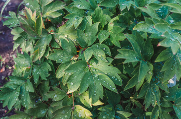 Abstract background with green peony leaves after rain. Wet green peony leaves on bush. Rainy...