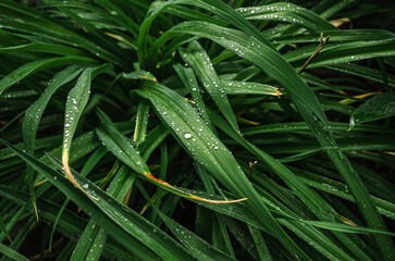 Bent thin long green leaves during the rain. Splashes of drops. Rainy weather concept. Background...