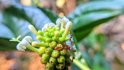 A group of weaver ants swarm around a white noni flower