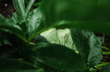 Dark abstract backdrop with green peony leaves after rain. Wet green peony leaves on bush against dark blur.
