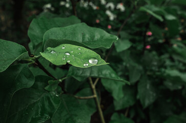 Few drops of rain on large green magnolia leaf. Blurred colored flowerbed background. Magnolia in...