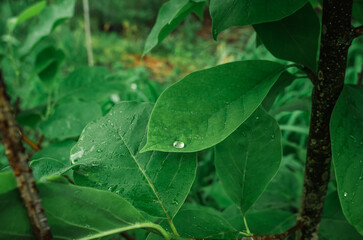 Large shining raindrop on magnolia with large green leaves. Blurred dark background. Leafy rain...