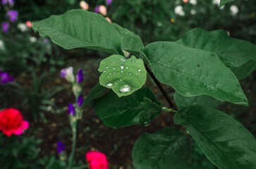 Shining raindrops on magnolia with large green leaves. Blurred color background of flower bed....