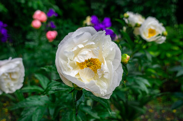 Raindrops on crisp, lush white peony flower against blurred background of colorful flowerbed....