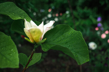 White magnolia flower decorated with raindrops emerging from lush green stem. Soft morning light....