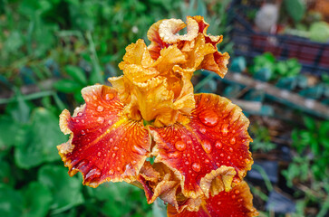 Yellow-red decorative iris flowers in flowerbed with water drops against background of other...