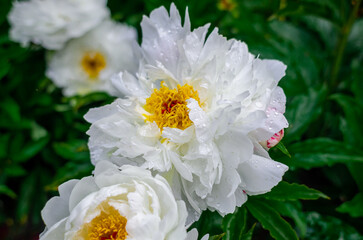 Water drops on crisp, lush white peony flowers on blurred nature background. Yellow pistil center. Floral inspiration.
