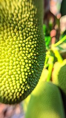 Fresh jackfruit (Artocarpus heterophyllus) hanging on a tree in the backyard. Young jackfruit can...