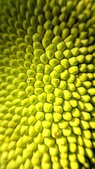 Detailed surface of jackfruit peel captured in close-up, showing rough spiky texture