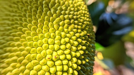 Texture and pattern of the outer skin of young jackfruit