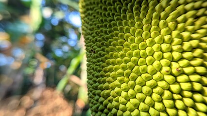 Texture and pattern of the outer skin of young jackfruit