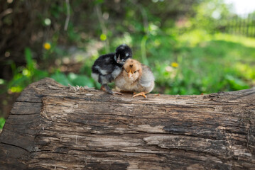 Small chickens sit on log in village on sunny summer day