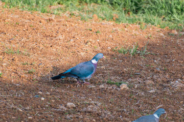 Obraz premium Wood pigeon in a garden, columba palumbus