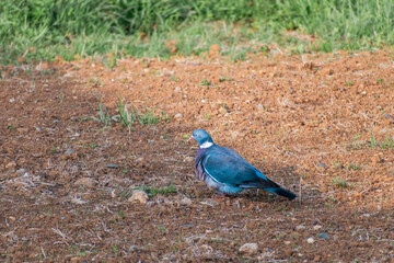 Obraz premium Wood pigeon in a garden, columba palumbus