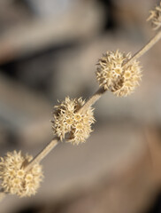 Marrubium vulgare or Horehound  close to Sentyab village, Uzbekistan