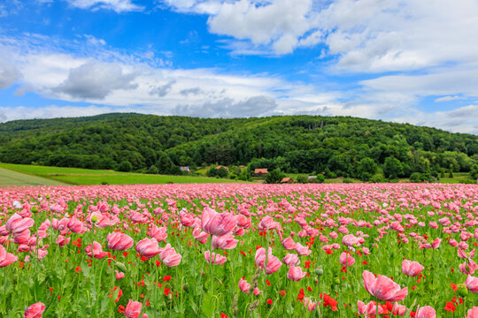Mohnfeld im Frau-Holle-Land