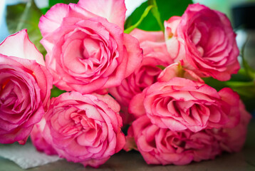 Bunch of pink roses in Full Bloom — Symbol of Love and Passion
