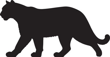 Leucistic puma in silhouette real white background