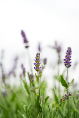 Blooming Lavender Flower in Natural Light
