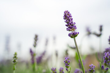Obraz premium Blooming Lavender Flower in Natural Light
