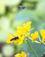 Natural pollination