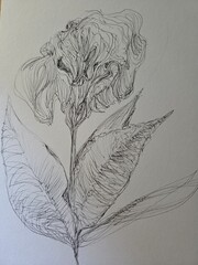hand made draft of flower drawing on white paper by black ink