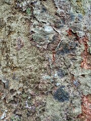 durian tree bark texture
