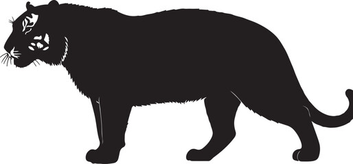 Maltese tiger in silhouette purw white background.