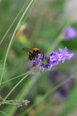 Macro photo of bumblebee collecting nectar