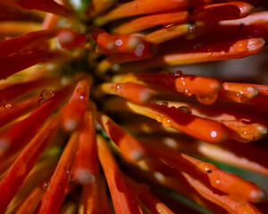 Red Hot Poker with water droplets
