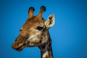 Fototapeta premium A portrait of a giraffe 
