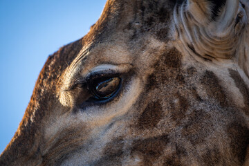 A close up image of a giraffe focusing on the eye © Tyrone