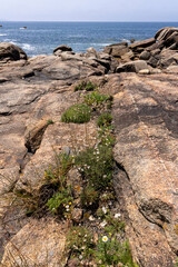 A rocky shoreline with a small patch of green grass growing between the rocks. The grass is...