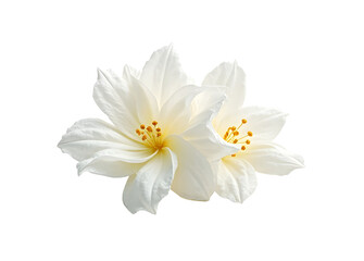Flowers of jasmine isolated on white background.
