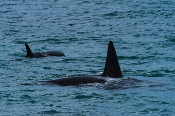 Fototapeta premium Killer Whale, Orca, hunting a sea lions , Peninsula Valdes, Patagonia Argentina