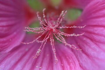 Macro photography of pollen inside blooming flower