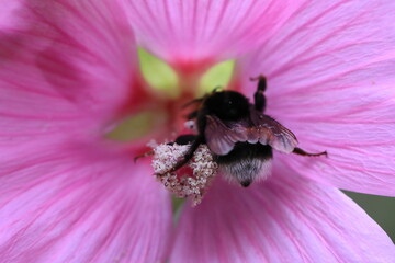 Macro view of a bumblebee entering inside the flower