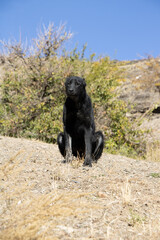 black watch dog in Sentyab village, Uzbekistan