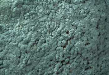 macro of green Penicillium mold growing on food, commonly associated with antibiotic production and...