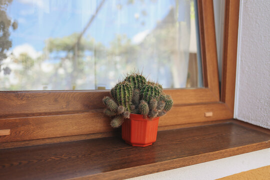 Small cactus in a red pot placed on a wooden windowsill with an open window and blurred blue sky outside. Cozy and sunny indoor scene, perfect for minimalist home and plant-themed visuals. - Powered by Adobe
