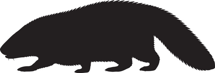 Miracinonyx in silhouette purw white background.