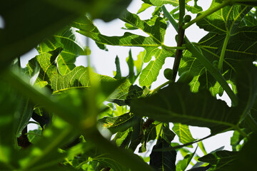 intertwining leaves of young fig tree in backlight of midday sun, background concept about home...