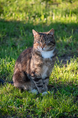 A tabby cat with striped fur and white chest sitting on green grass in a sunlit garden. The cat looks calmly into the distance, surrounded by nature