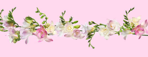 Beautiful fresh freesia flowers on pink background. Banner design