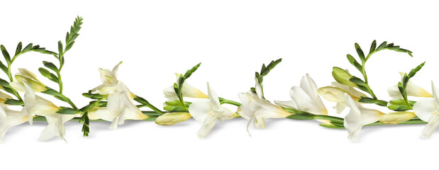 Beautiful fresh freesia flowers on white background