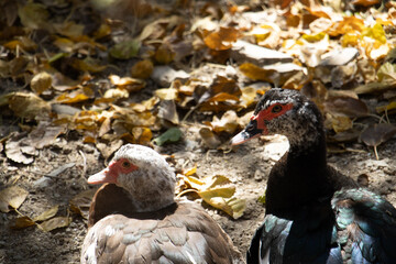 geese in Sentyab village, Uzbekistan