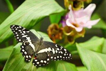 Papilio demoleus - tropical butterfly sitting on green leaves, beautiful insect in natural...