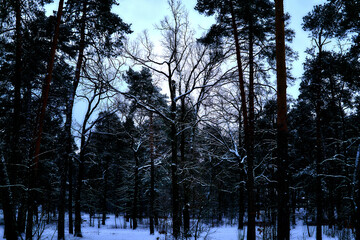 Dark winter evening cool quiet forest.Night soon