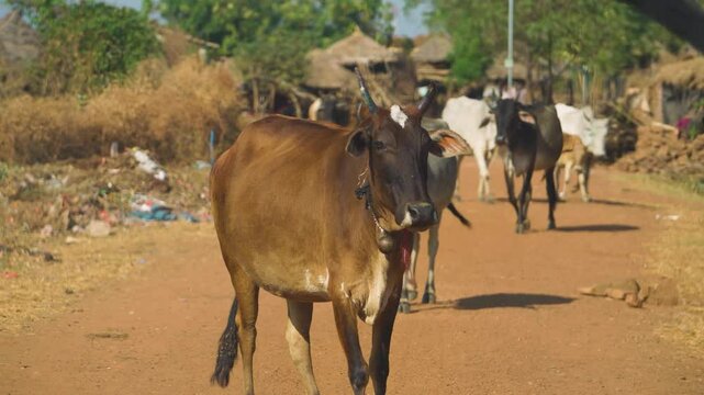 Closeup shot of cows walking on a village road near kuno national park of sheopur madhya pradesh